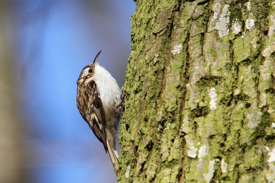 Waldbaumläufer klettert Baum hoch | ©Dr. Christoph Moning