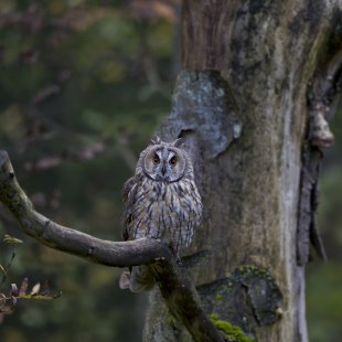 Waldohreule | © Marcus Bosch