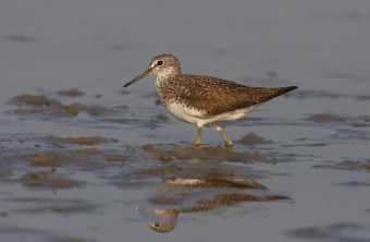 Waldwasserläufer im Watt | © Zdenek Tunka