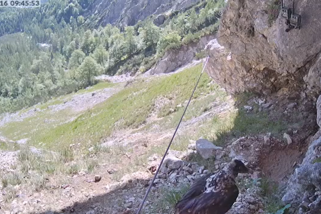 Wally vor der zweiten Kamera |© LBV Bartgeierprojekt