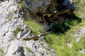 Wally, oben, und Bavaria im Flug | © Richard Straub