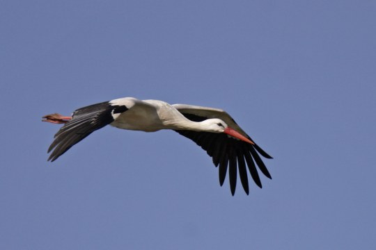 Weißstorch | © M. Bosch
