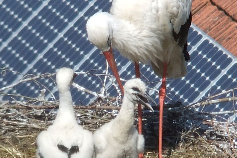 Weißstorch sorgt sich um Küken im Nest | © Thomas Wurschy