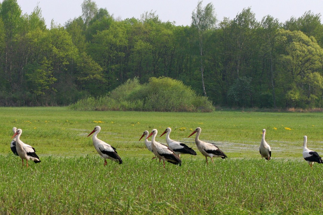 Neun Weißstörche stehen auf einer grünen Wiese und laufen nach links | © Zdenek Tunka