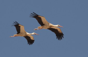 Zwei Weißstörche im Flug am blauen Himmel | © Dr. Christoph Moning