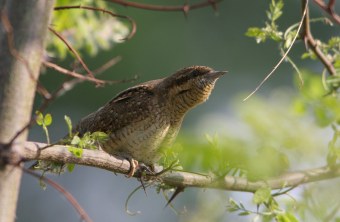 Wendehals auf einem Ast | © Zdenek Tunka