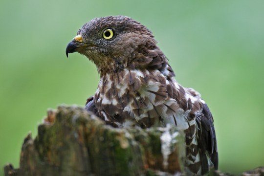 Wespenbussard Nahaufnahme von Kopf, Blick nach links | © Markus Bosch