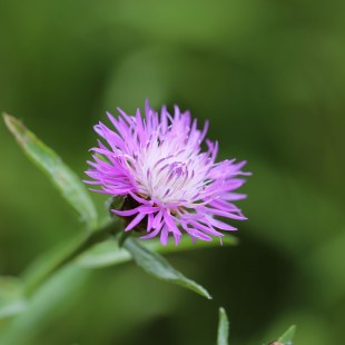 Wiesen-Flockenblume | © Carola Bria