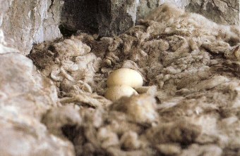 Bartgeiernest in freier Wildbahn |© VCF