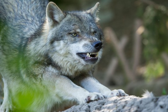 Wolf streckt sich und zeigt Gebiss | © Rosl Rößner