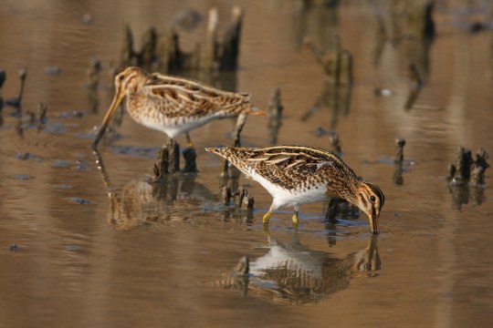 Zwei Bekassinen im Wasser |  © Zdenek Tunka