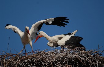 Zwei Weißstörche im Horst | © Henning Werth