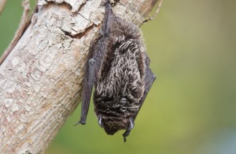 Zweifarbfledermaus hängt an einem Baum | © Ralph Sturm