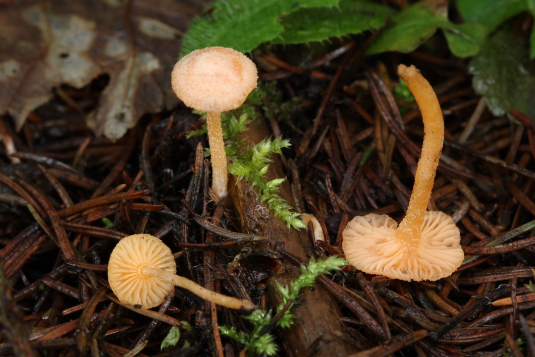 Zweisporige Prachtnabelinge wachsen auf Waldboden | © Thomas Glaser