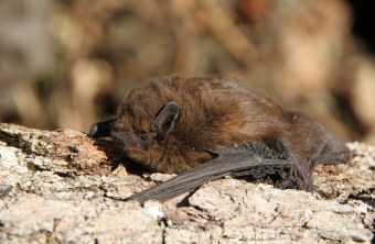 Zwergfledermaus | © Hans-Joachim Fünfstück