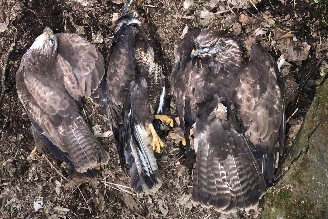 Drei tote Mäusebussarde liegen nebeneinander auf dem Boden | © Bettina Schröfl