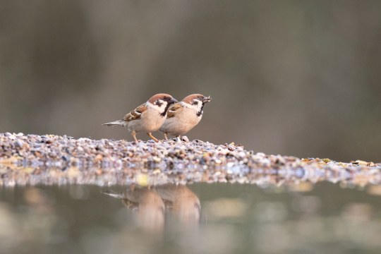 Zwei Feldsperlinge | © Brigitte Umkehr