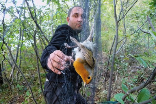 Mann hält ein Netz hoch, in dem ein Rotkehlchen gefangen ist | © Komitee gegen Vogelmord
