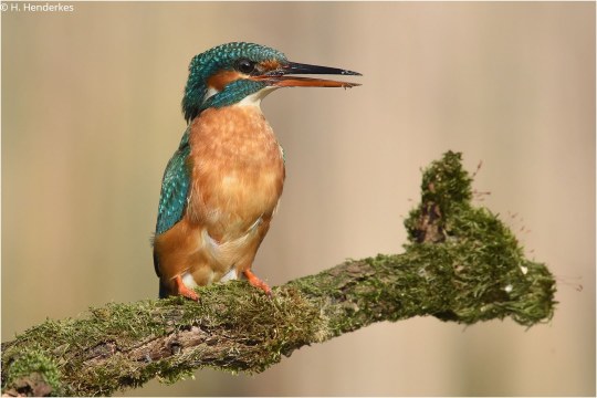 Eisvogel