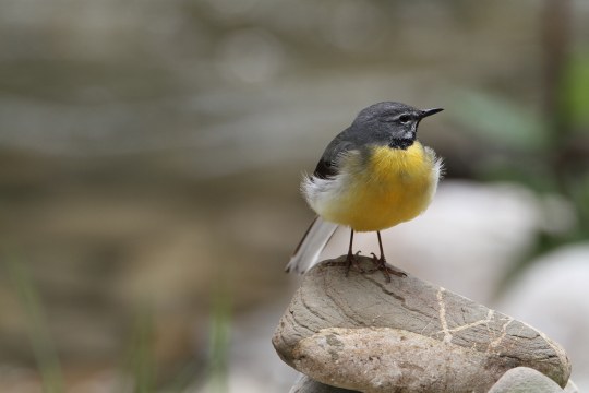 Gebirgsstelze | © Hans-Joachim Fünfstück