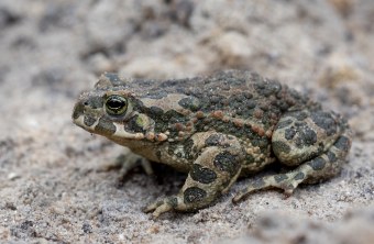 Wechselkroete |© Frank Derer