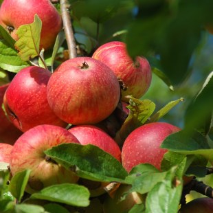 Äpfel | © Thomas Staab