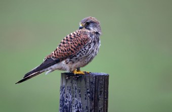 Turmfalken-Weibchen | Frank Derer