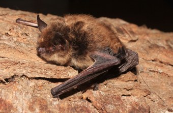 Kleine Bartfledermaus auf einem Baum sitzend | © Dr. Andreas Zahn