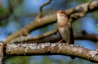 Sprosser auf Ast | © Gunther Zieger