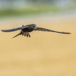 Mauersegler | © Ralph Sturm