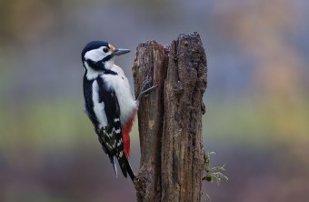 Buntspecht-Weibchen sitzt an stehendem Totholz | © Marcus Bosch