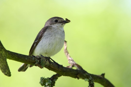 Halsbandschnäpper Weibchen  | © Frank Derer