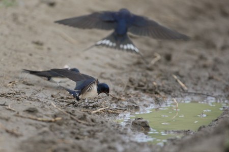 Rauchschwalbe sucht nach Baumaterial für ihr Nest | © Zdenek Tunka