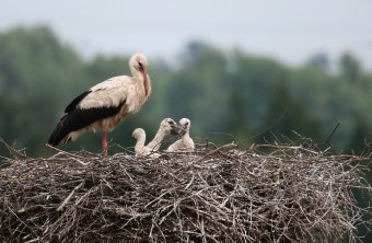 Weißstorch mit Jungvögeln | © Richard Straub