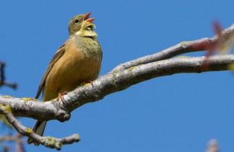 Ortolan | © Markus Glaessel
