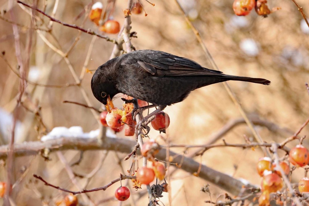 Amsel frisst Beeren | © Ingo Rittscher