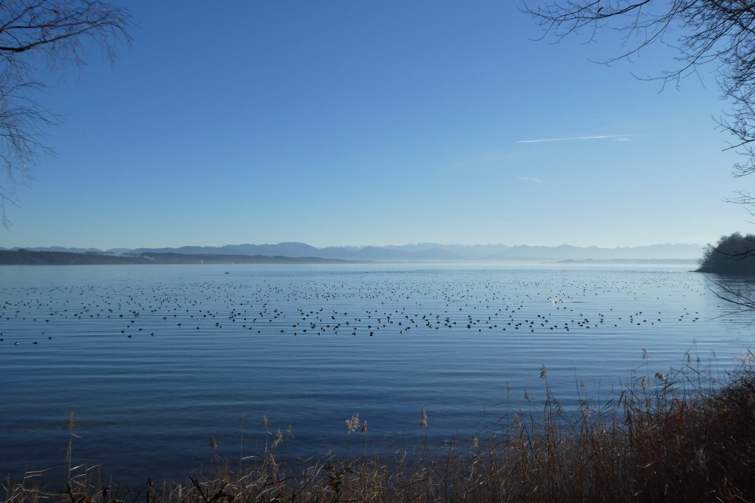 Wasservogelansammlung Roseninselbucht | © Dr. Andrea Gehrold