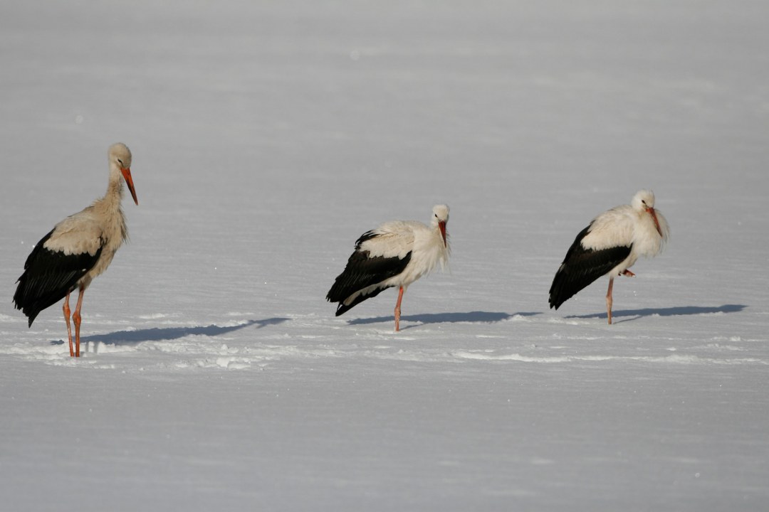 Weißstörche im Winter | © Hans-Joachim Fünfstück