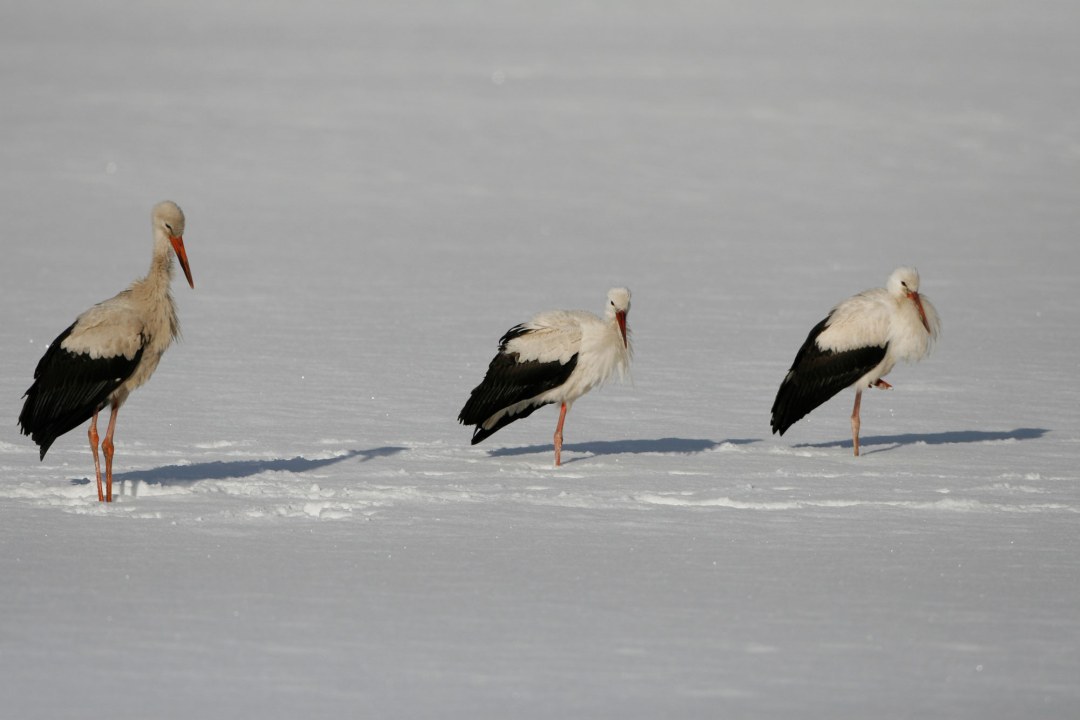 Weißstörche im Winter | © Hans-Joachim Fünfstück