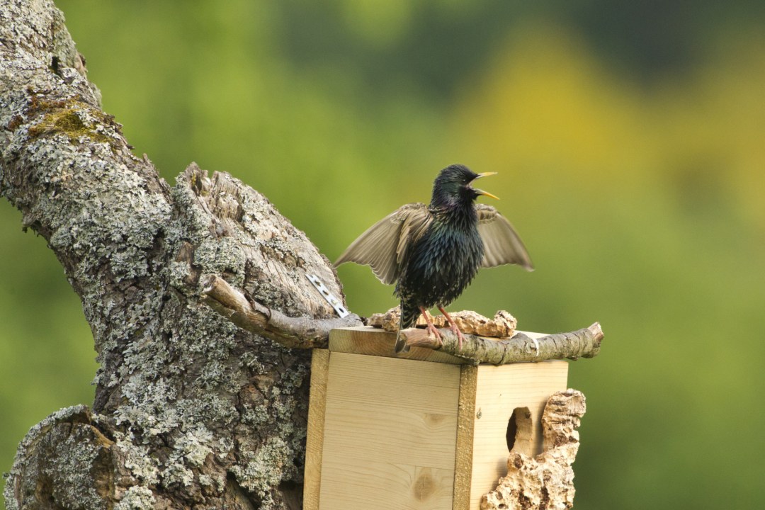 Star auf Nistkasten | © Rosl Rößner