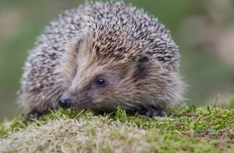 Igel | © Marcus Bosch