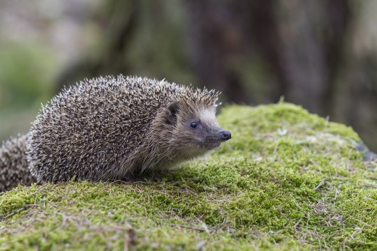 Igel | © Marcus Bosch