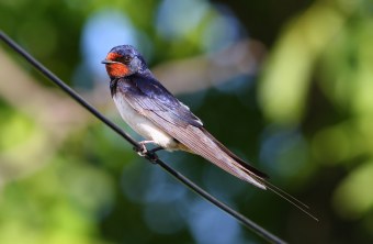 Rauchschwalbe | © Zdenek Tunka