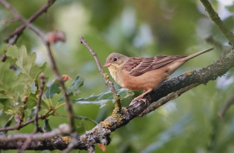 Ortolan | © Michael Schiller