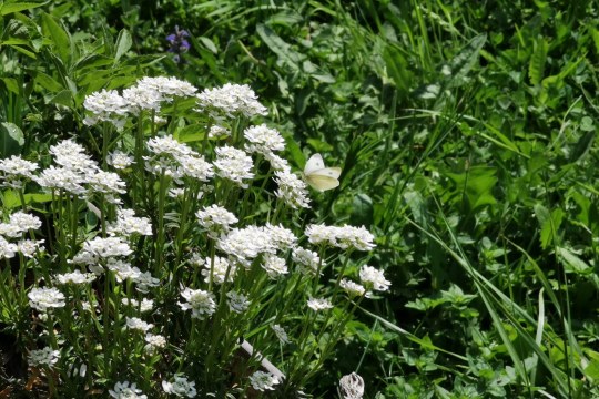 Ein Blick auf Rotraud Krügers blühenden und vogelfreundlichen Garten | © Sonja Dölfel - LBV