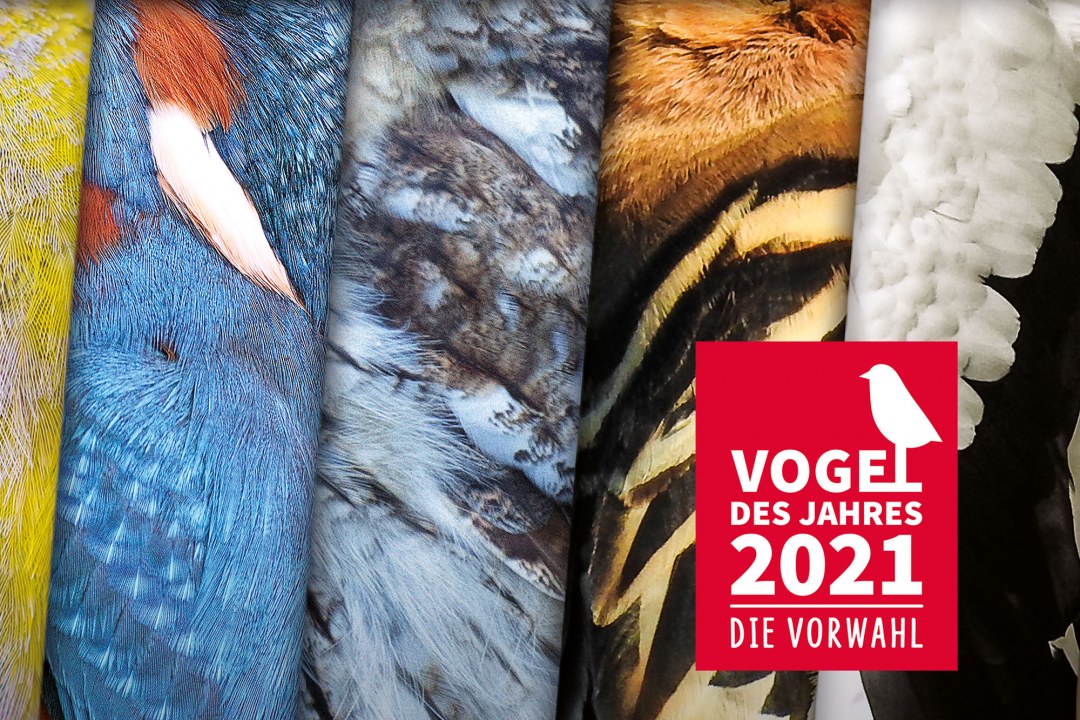 Plakat zur Vorwahl des Vogel des Jahres | © LBV/NABU