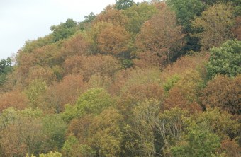 Trockenschäden Wald bei Regensburg | © Christian Stierstorfer