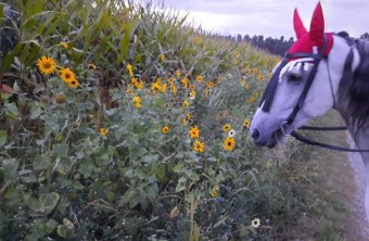 Schwabach | © Anja Korn (Schwabach)