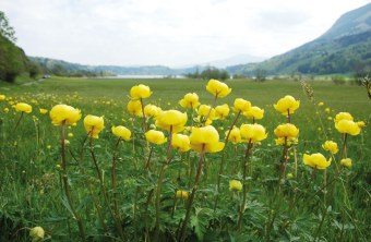 LBV Schutzgebiet Alpsee mit Trollblumen im Vordergrund | © Eva Schubert