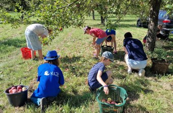 Kinder sammeln Äpfel bei der LBV-Aktion in Großwallstadt, um die Natur und regionale Produkte zu unterstützen | © Janette Wall